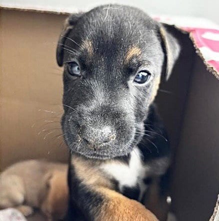 Photo of A659536, adoptable Black Mouth Cur in Houston, Texas
