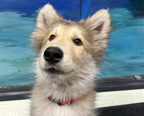 Photo of Bandit, adoptable Alaskan Malamute in Anchorage, Alaska