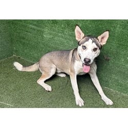 Photo of Koda, adoptable Husky American Pit Bull Terrier in Lancaster, California