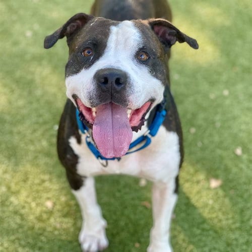 Photo of Gino, adoptable American Pit Bull Terrier in Edmond, Oklahoma