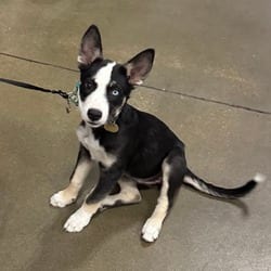 Photo of Cinco, adoptable Border Collie Mixed Breed (Medium) in Overland Park, Kansas
