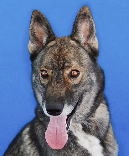 Photo of Scar, adoptable German Shepherd Dog in Pasadena, California
