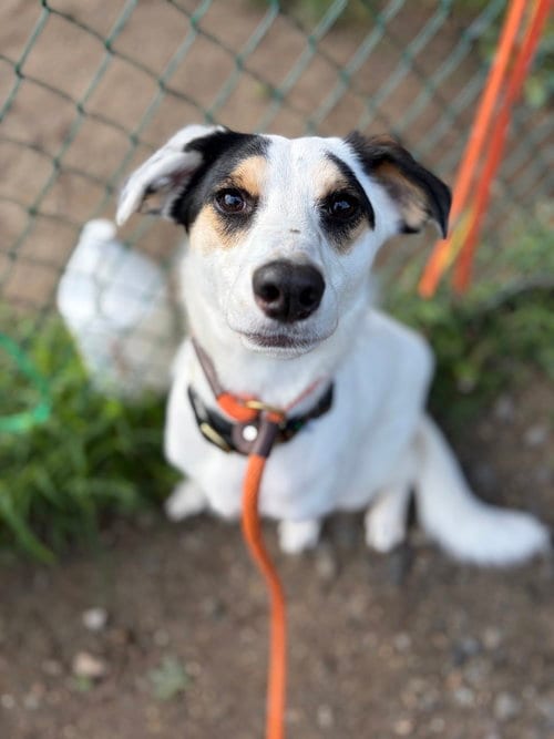 Photo of Brian aka Loverboy, adoptable Australian Shepherd in Brewster, New York