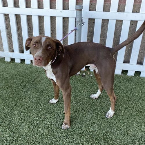 Photo of A615030, adoptable Border Collie in Modesto, California