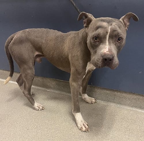Photo of Max, adoptable American Bulldog in Miami, Florida