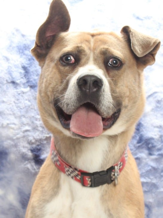 Photo of Baby Boy, adoptable Pit Bull Terrier and Labrador Retriever