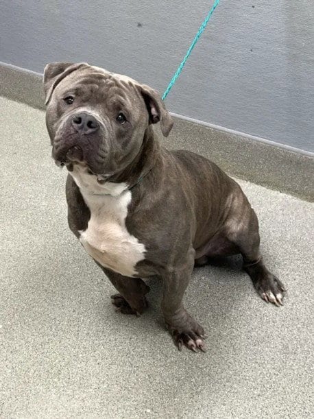 Photo of Hunk-A-Burnin' Love, adoptable Pit Bull Terrier in Las Vegas, Nevada