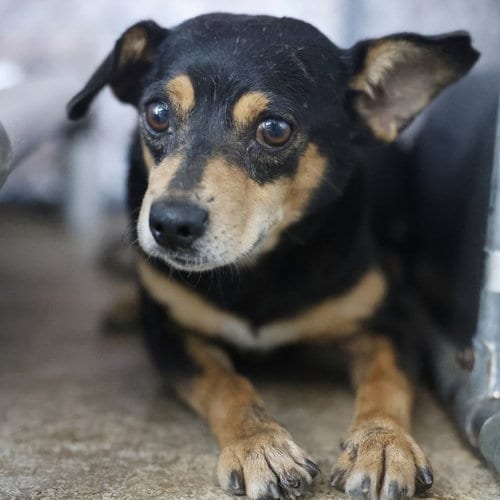 Photo of Bingo, adoptable Chihuahua in San Antonio, Texas