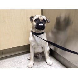 Photo of Vamp, adoptable Pug in Jurupa Valley, California