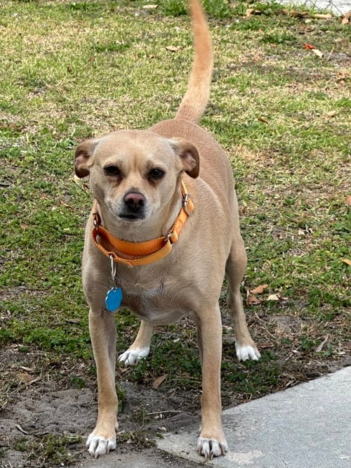 Photo of Waldo, adoptable Terrier in Royal Palm Beach, Florida