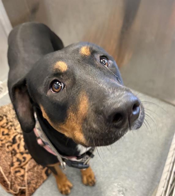 Photo of Morrigan, adoptable Mixed Breed