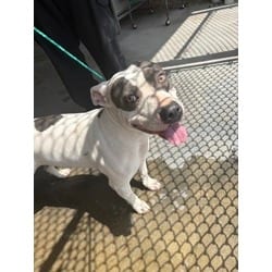 Photo of Journey, adoptable American Pit Bull Terrier in Baton Rouge, Louisiana