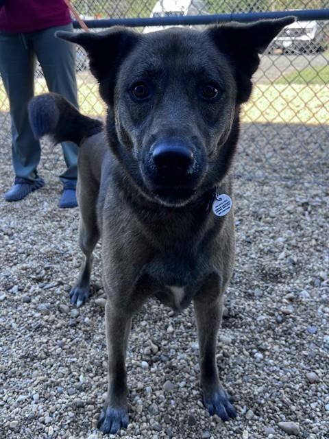 Photo of Marceline, adoptable German Shepherd Dog in Forestville, Maryland