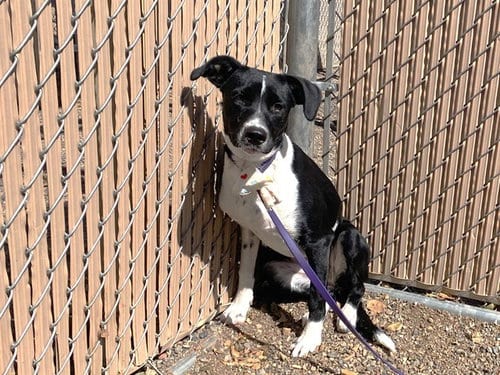 Photo of Sapphire, adoptable Border Collie in Phoenix, Arizona
