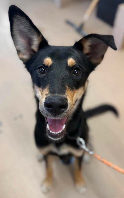 Photo of Rhythm, adoptable Shepherd in Yreka, California