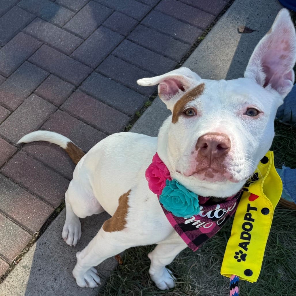 Photo of Rosette, adoptable Terrier, American Pit Bull in East Hanover, New Jersey