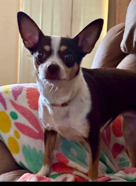 Photo of Crystal, adoptable Chihuahua in Phoenix, Arizona