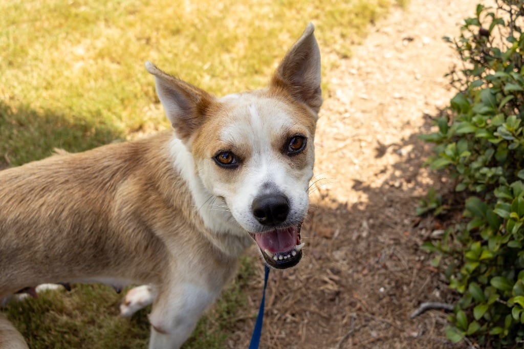 Photo of Lady, adoptable Mixed Breed in Douglasville, Georgia