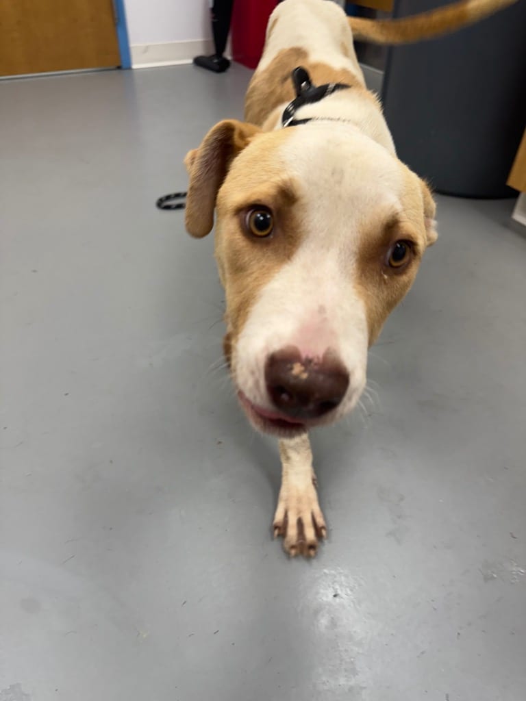 Photo of Sandman, adoptable Pit Bull Terrier in Hartsville, South Carolina