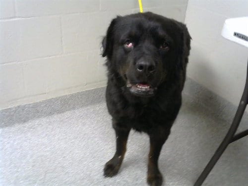 Photo of Azula, adoptable Rottweiler in Pasadena, Texas
