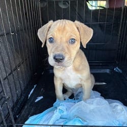 Photo of Enzo, adoptable Shepherd (Unknown Type) Mixed Breed (Medium) in Frederick, Maryland