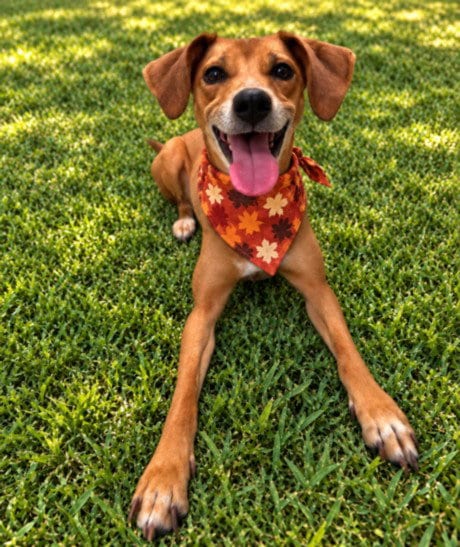 Photo of Birdy, adoptable Beagle in Clinton Township, Michigan