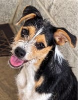 Photo of Trina, adoptable Wirehaired Terrier in West Bloomfield, Michigan