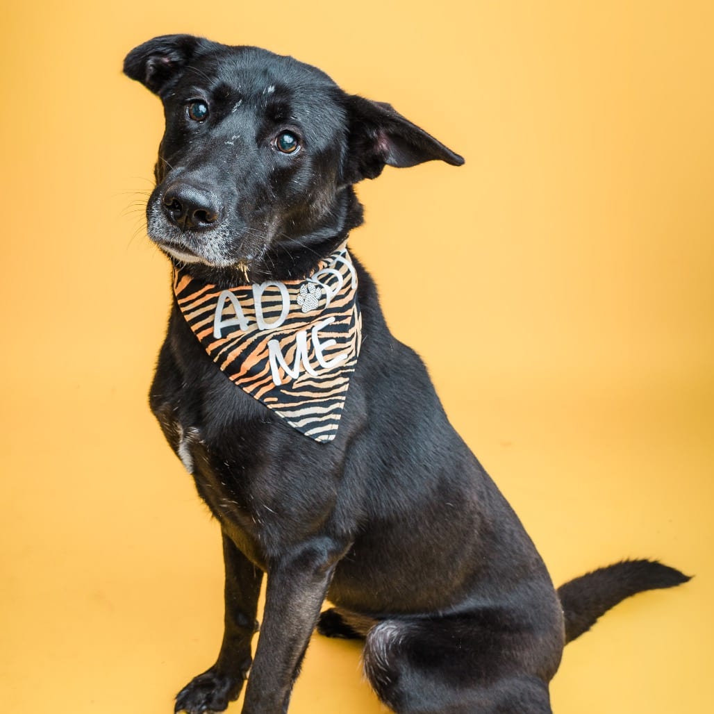 Photo of Josie, adoptable Shepherd / Mix in Boonville, Missouri
