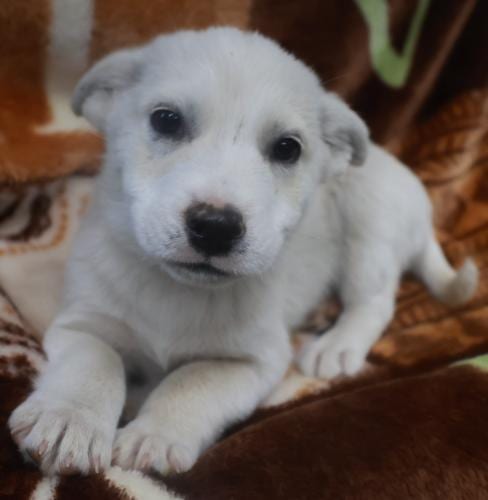 Photo of Tate, adoptable Shepherd in Thief River Falls, Minnesota