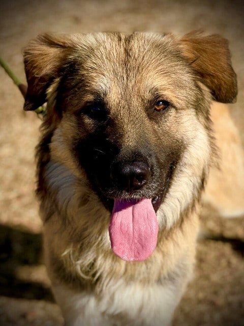 Photo of Copper, adoptable Anatolian Shepherd in San Andreas, California
