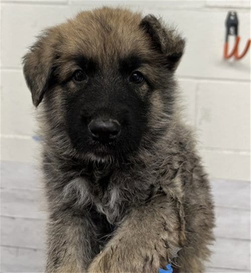 Photo of Bear, adoptable German Shepherd Dog in San Bernardino, California