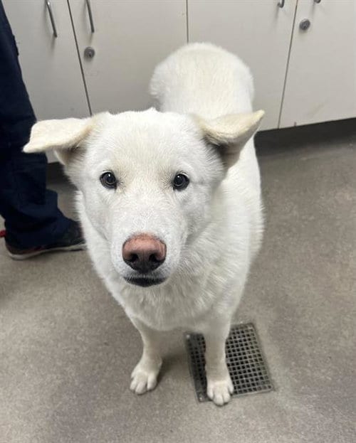 Photo of Dog, adoptable Akita in HESPERIA, California