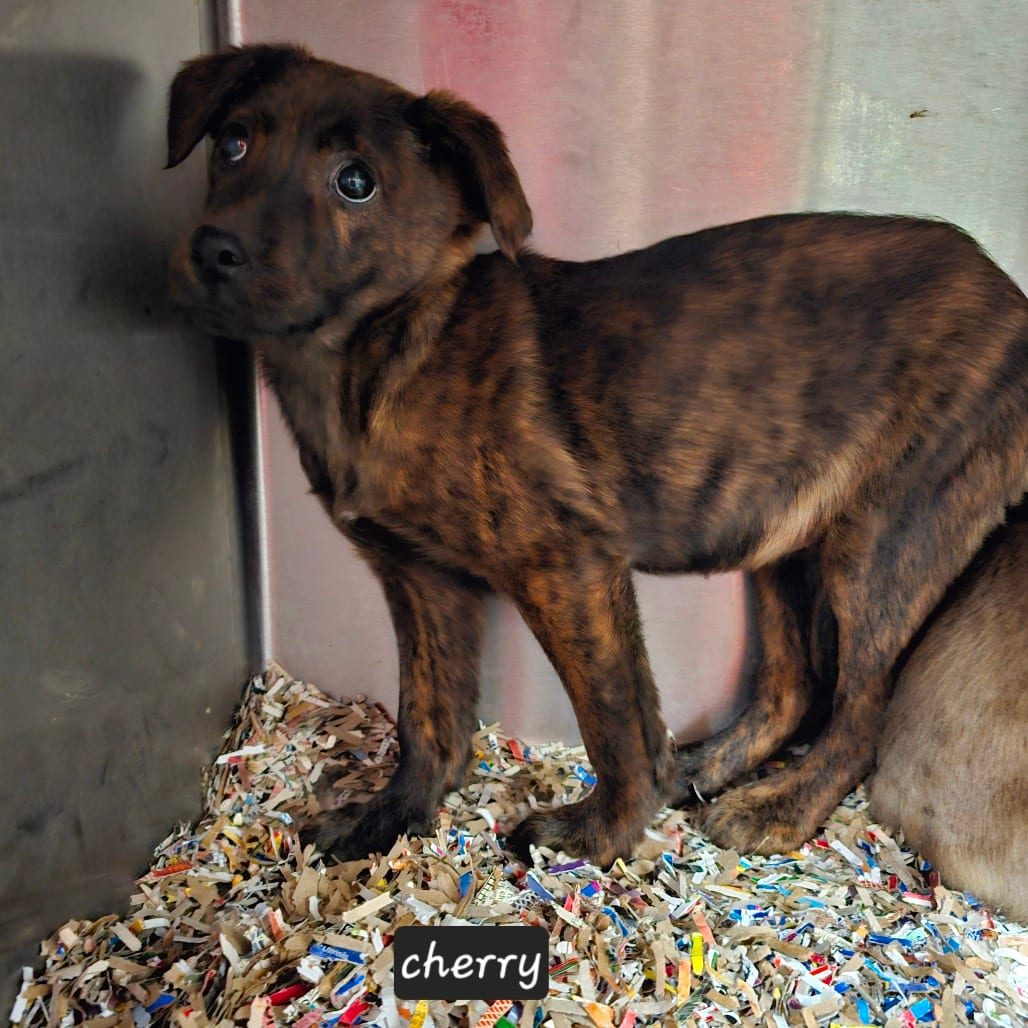 Photo of Missy_cherry, adoptable Mixed Breed (Medium) in Mount Vernon, Arkansas