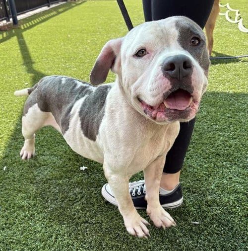 Photo of Goblin, adoptable Pit Bull Terrier in Baytown, Texas