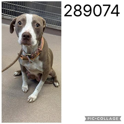 Photo of Lady, adoptable Pit Bull Terrier in Macon, Georgia
