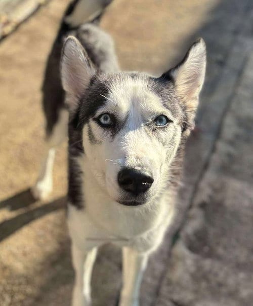 Photo of Rain, adoptable Siberian Husky in Matawan, New Jersey