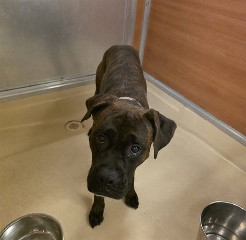Photo of Rocky, adoptable Boxer in Miami, Florida