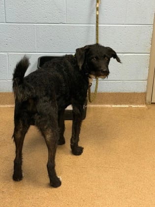 Photo of Lou, adoptable dog in Chamblee, Georgia
