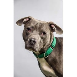 Photo of Ute, adoptable Terrier (Unknown Type, Medium) in Wantagh, New York
