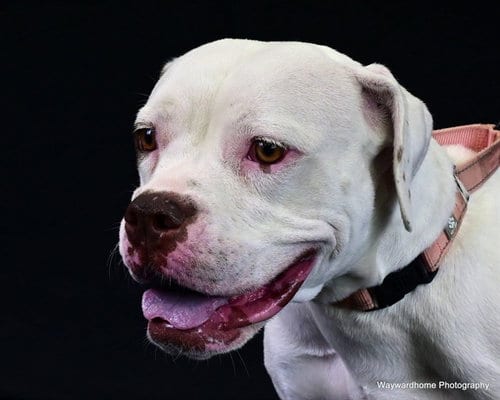 Photo of Cheesecake, adoptable Boxer in Ocala, Florida