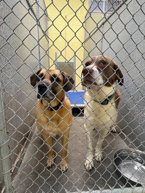 Photo of Cooper (and Zeara), adoptable Labrador Retriever in Crystal, Minnesota