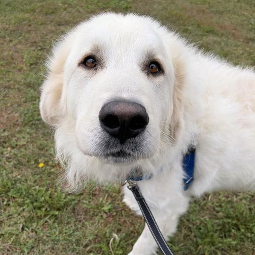 Photo of Oakley, adoptable Great Pyrenees in Centerville, Massachusetts