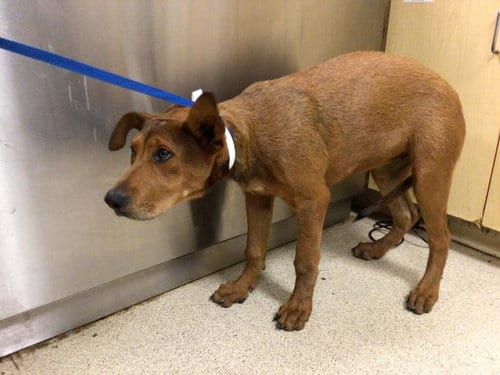 Photo of Ginger, adoptable Redbone Coonhound in Riverside, California