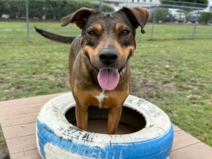 Photo of Tina, adoptable dog in Georgetown, Texas