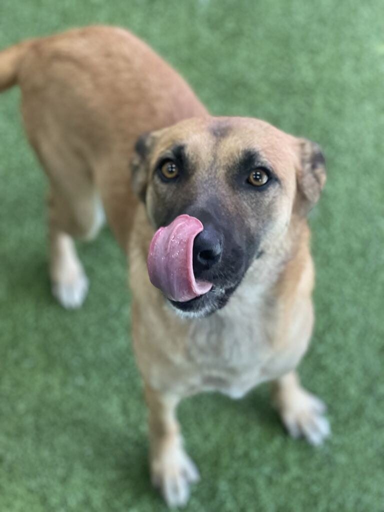 Photo of Indy, adoptable Mixed Breed in Minot, North Dakota