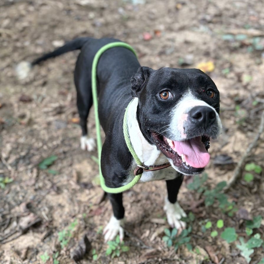 Photo of Marina, adoptable Mixed Breed (Medium) in Wheeling, Illinois