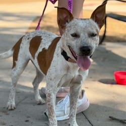 Photo of Pepper, adoptable Australian Cattle Dog American Pit Bull Terrier in Stephenville, Texas