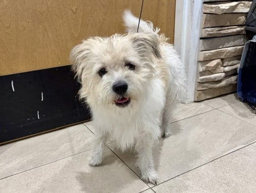 Photo of Cisco, adoptable Cairn Terrier in Garland, Texas