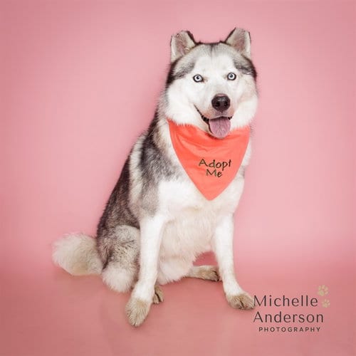 Photo of Comet, adoptable Siberian Husky in Corona, California