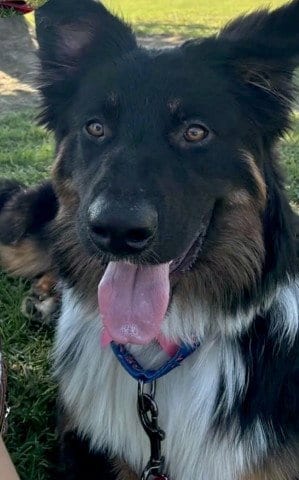 Photo of Nutella, adoptable Australian Shepherd in Bakersfield, California